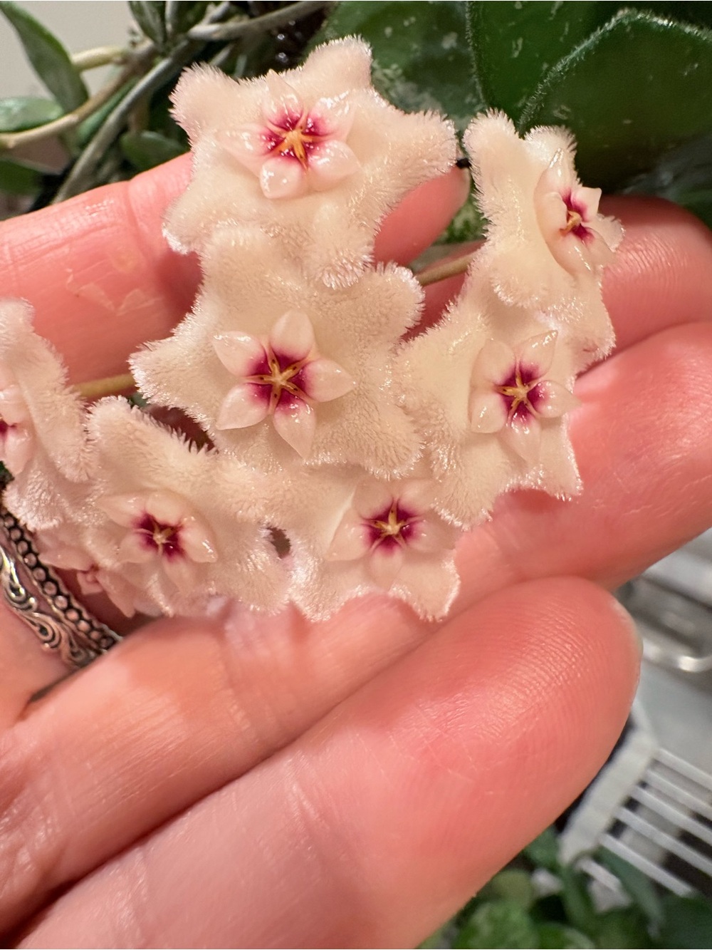 Hoya Mathilde splash - Picture 2 of 2